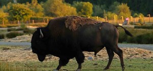 The Game Farm